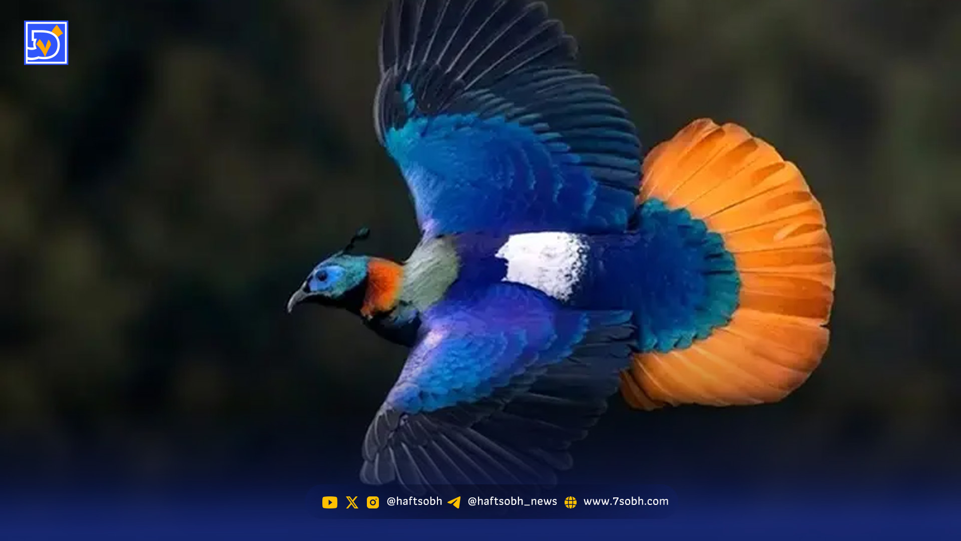 لحظه زیبای ورود پرندگان مهاجر به تالاب میانکاله + فیلم