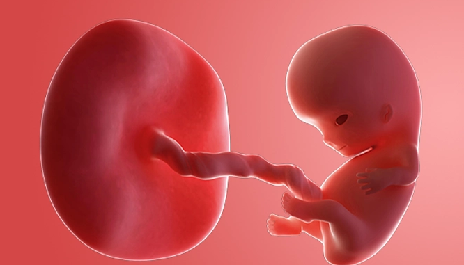 جفت جنین چیست و در کجا قرار دارد؟