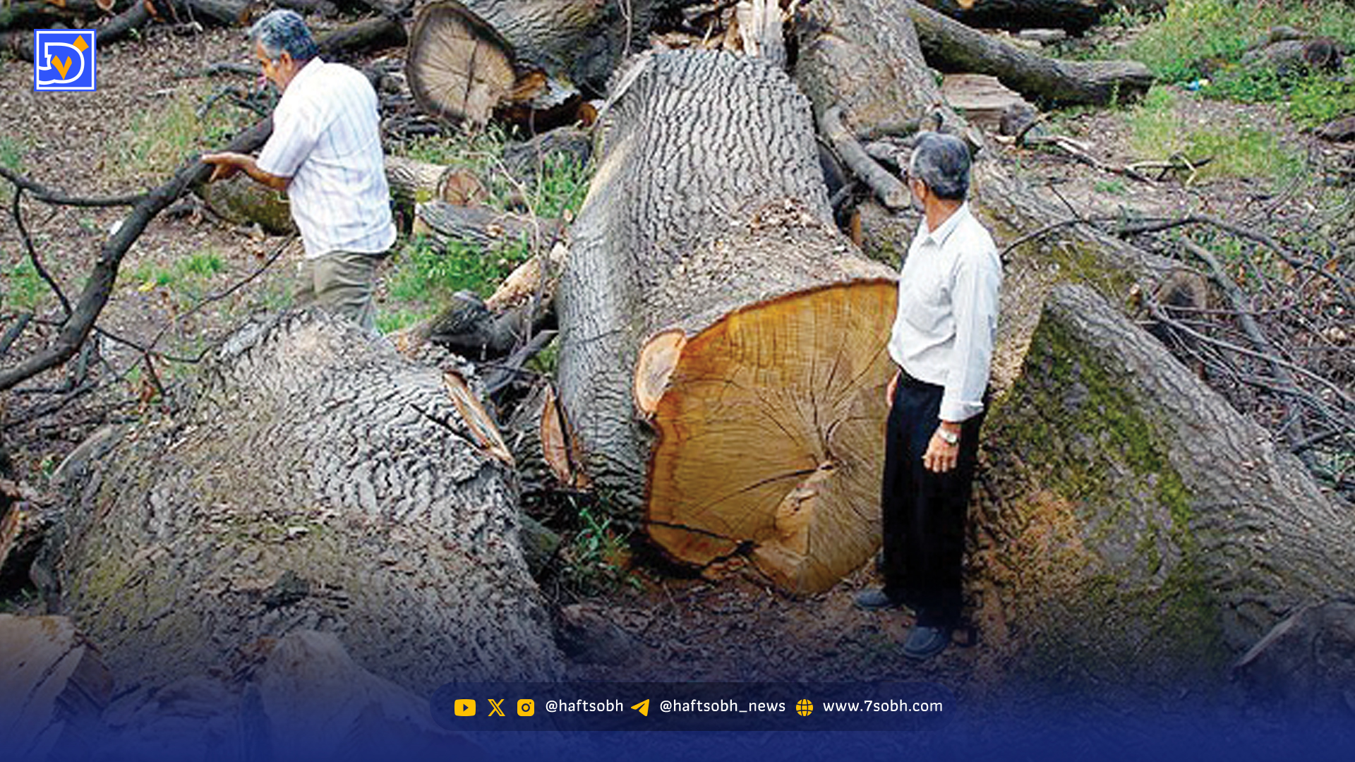 قتلعام درختان بندپی