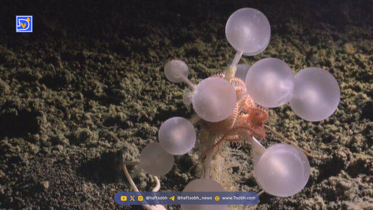 با جدیدترین وحشت اعماق دریا آشنا شوید: اسفنج‌های «گوی مرگ» گوشت‌خوار! + فیلم