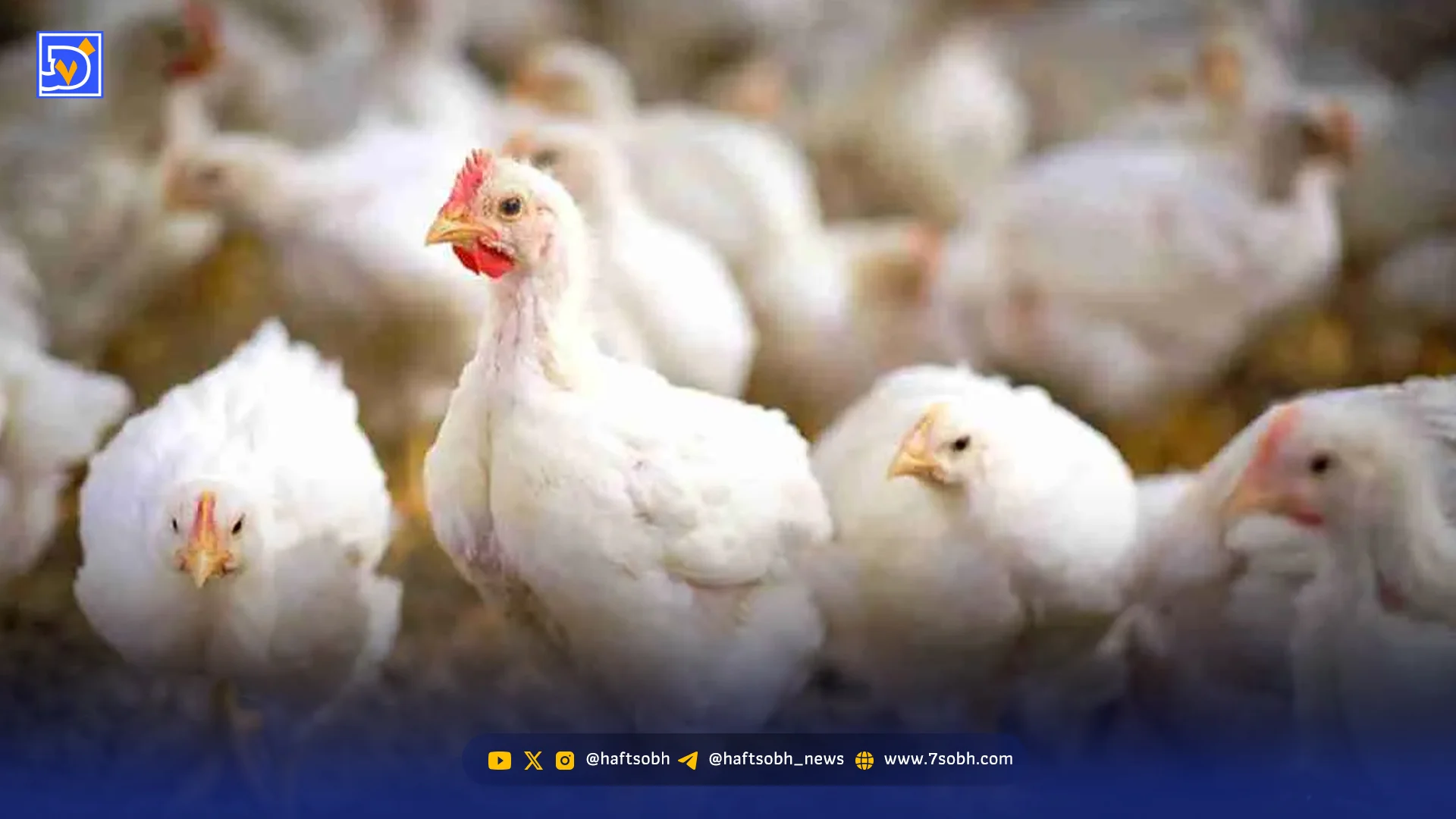 افشای حقیقتِ نژاد جنجالی مرغ آریا