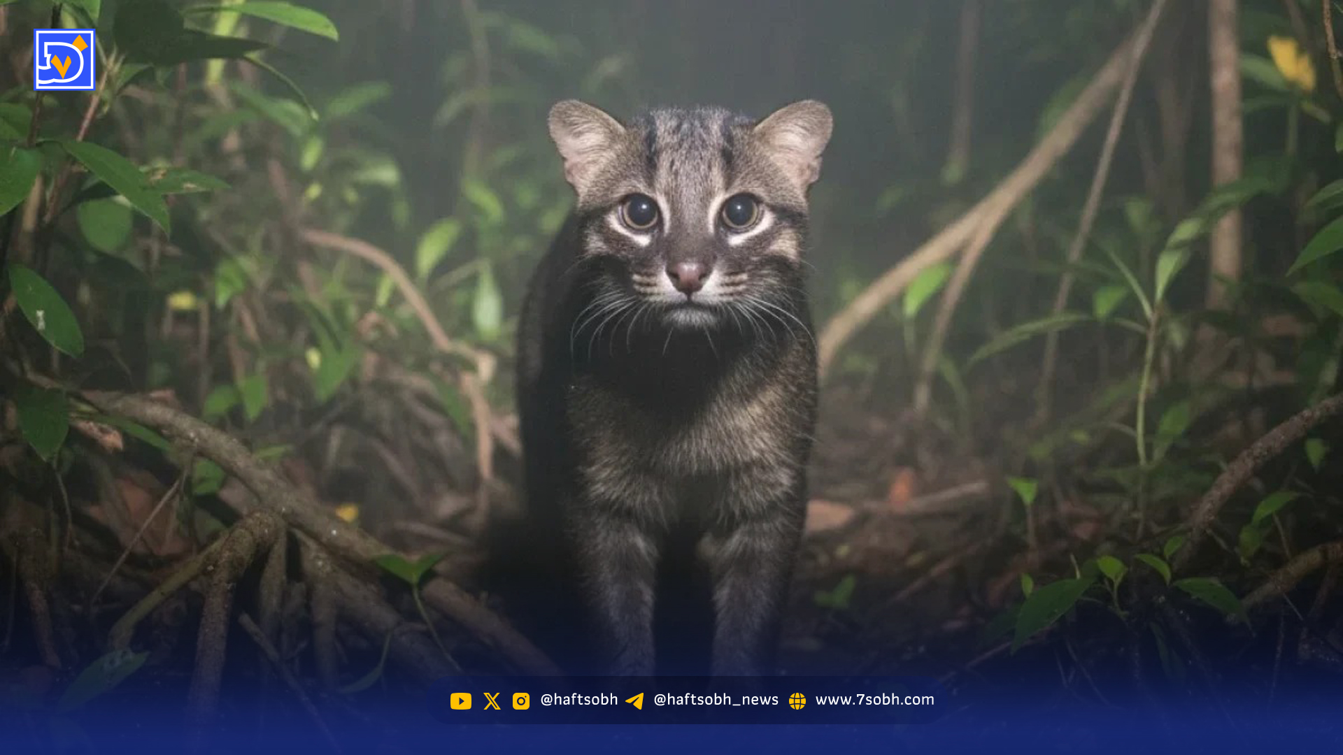 گربه نادری که پس از ۳۰ سال دوباره دیده شد