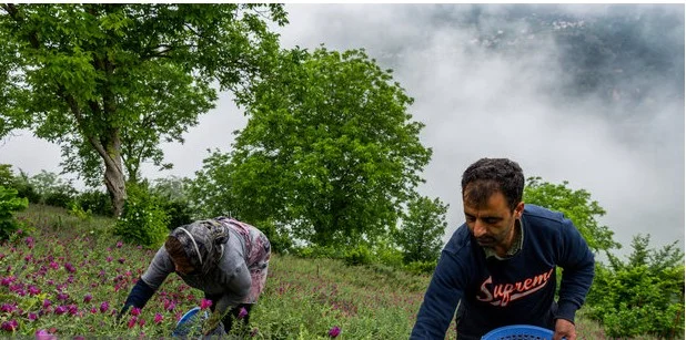 راهی تازه برای تولید بهینه گل گاوزبان بدون آسیب به طبیعت