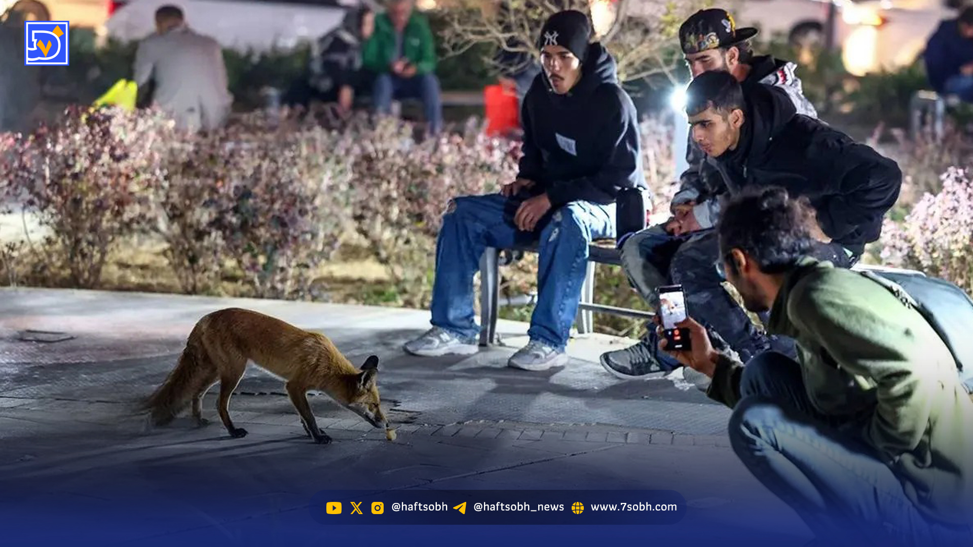 جولان روباه‌ها در شهر