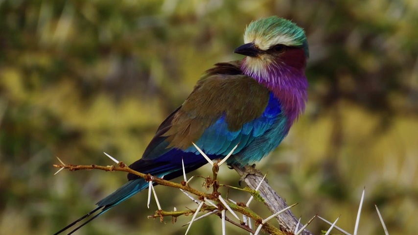 روایت طبیعت بکر و گونه‌های در خطر انقراض در «حیات وحش اسپیروز»