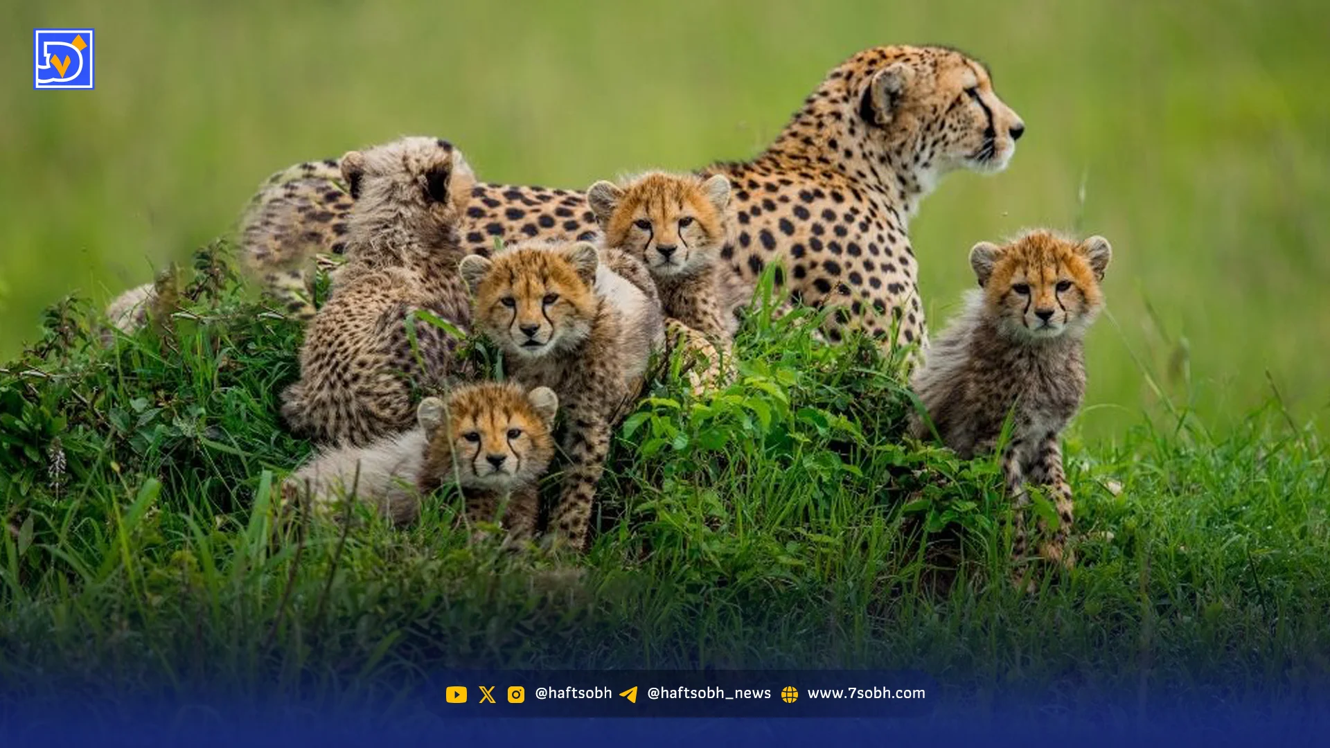 سلامت هلیا و پنج توله یوز