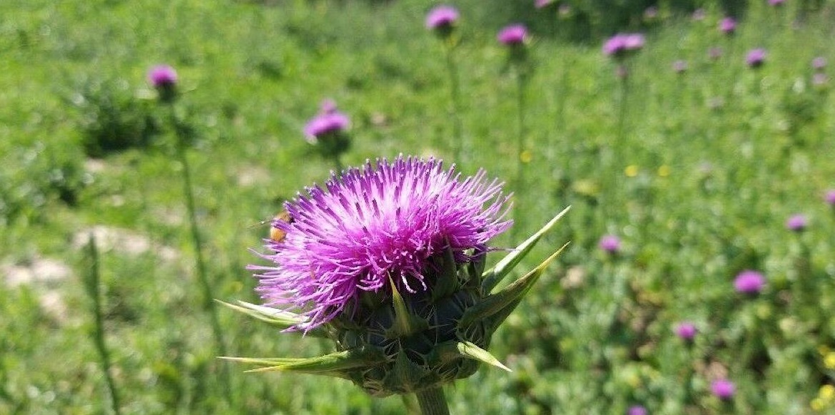 اگر می خواهید کبدتان فول انرژی شوید این گیاه را مصرف کنید