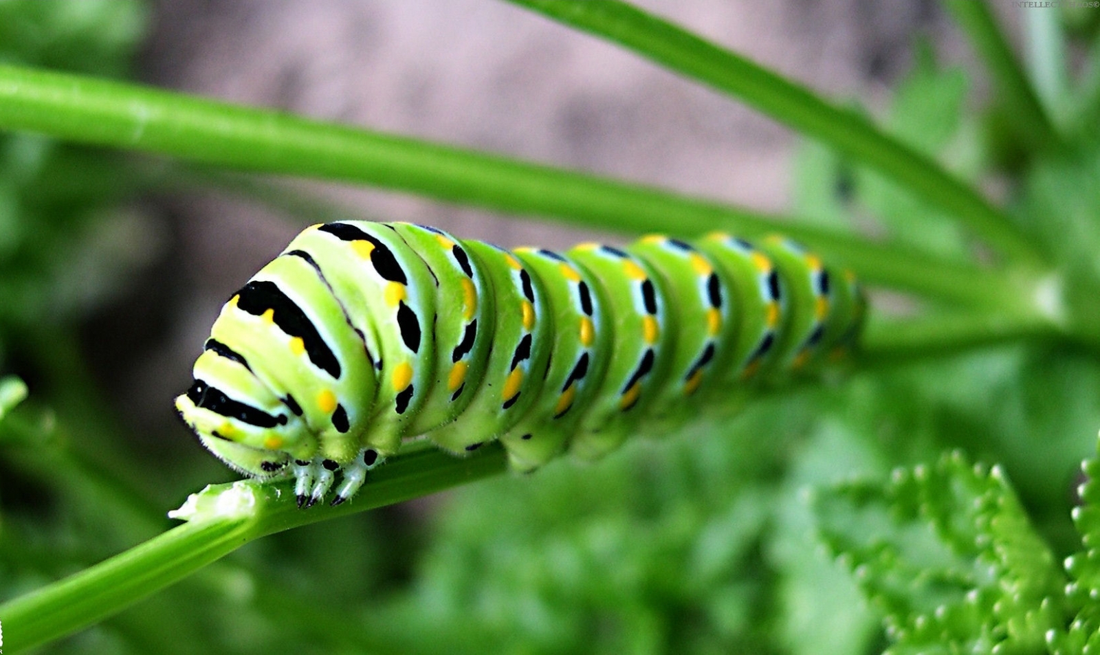 ارمغان کرم ابریشم برای مقابله با پیری