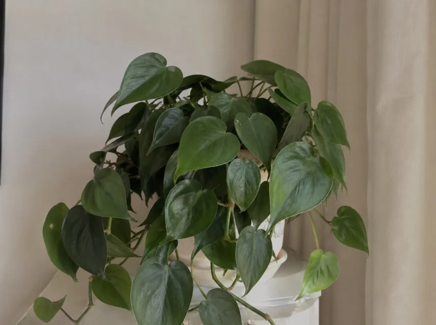 فیلودندرون قلبی یا Heartleaf Philodendron