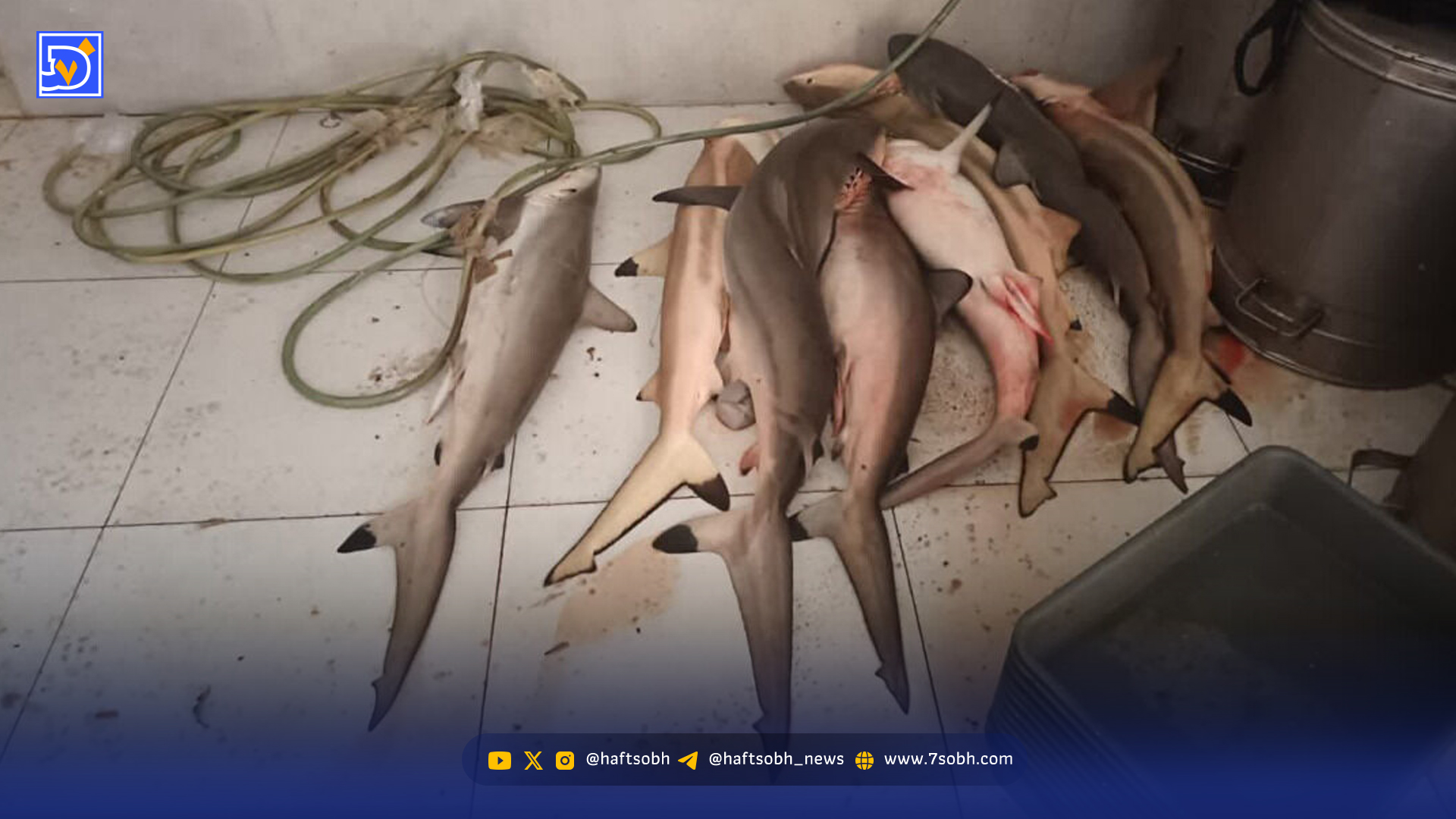 آینده نامعلوم کوسههای جنوب