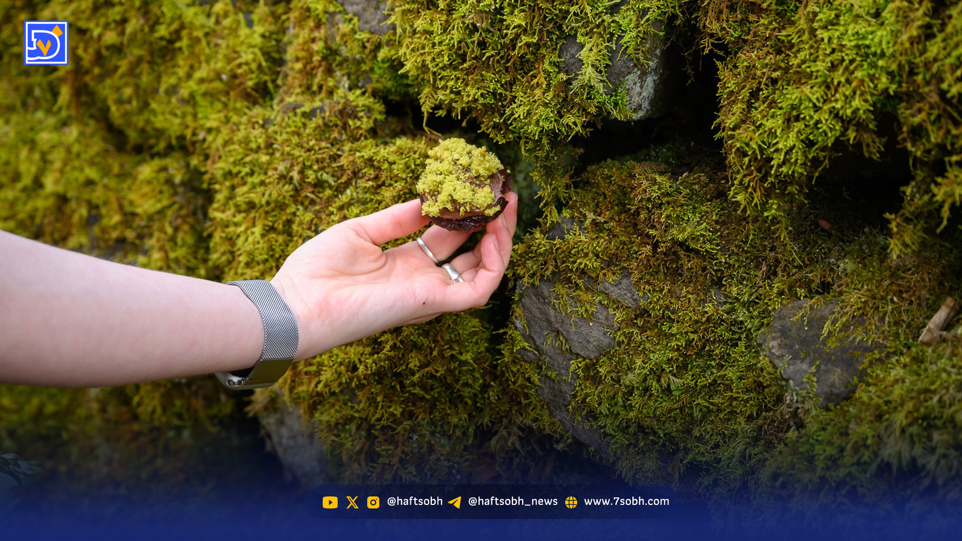 نیم کیلو خزه ۹۵هزار تومان؛ جنگل چقدر می‌ارزد؟