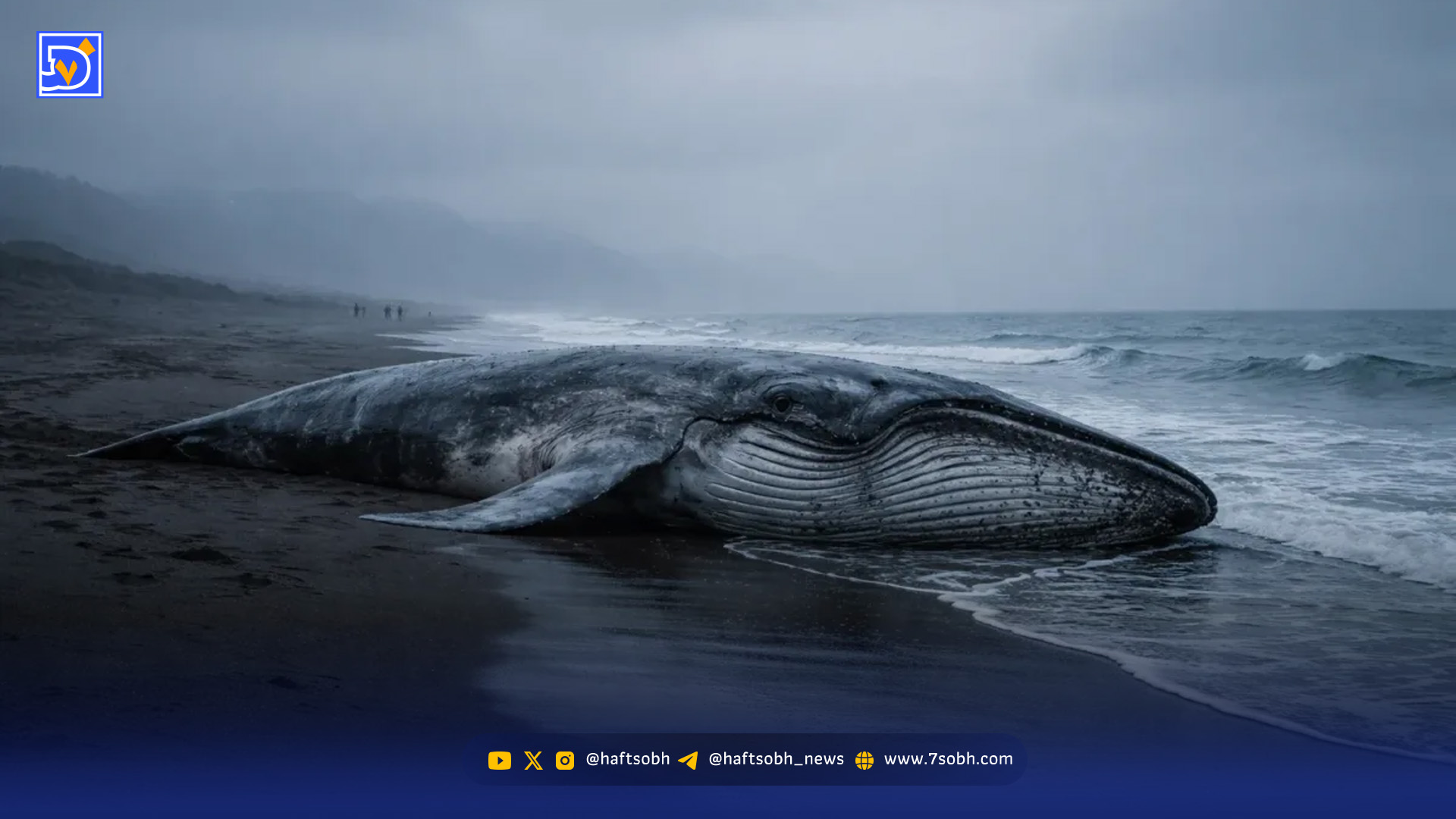 نهنگ عظیمالجثه در ساحل کامچاتکا به گل نشست