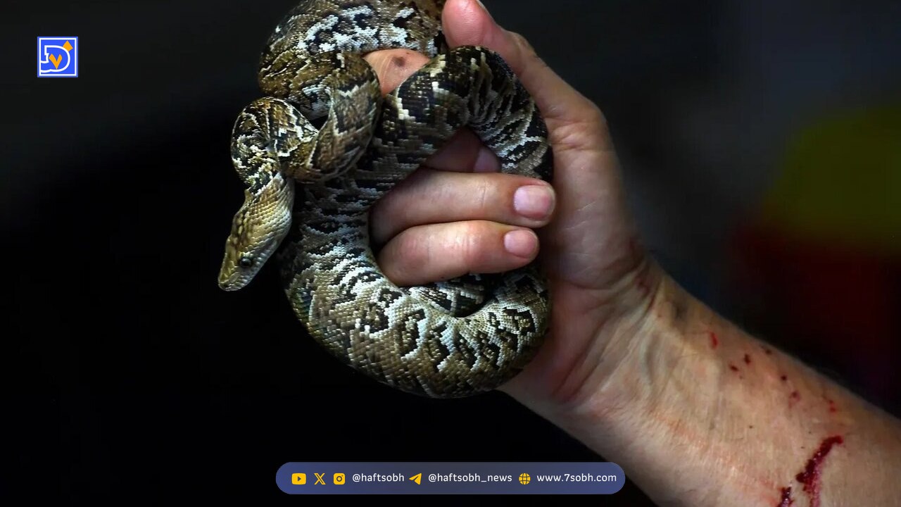 مارهای ترسناکی که مثل گرگ شکار میکنند