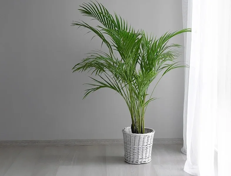 Dypsis lutescens