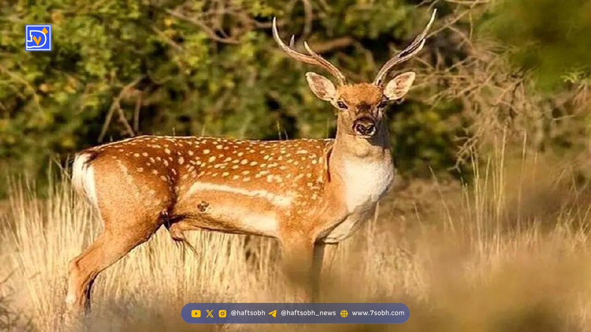 پروانه‌هایی که اشک گوزن می‌نوشند! + فیلم