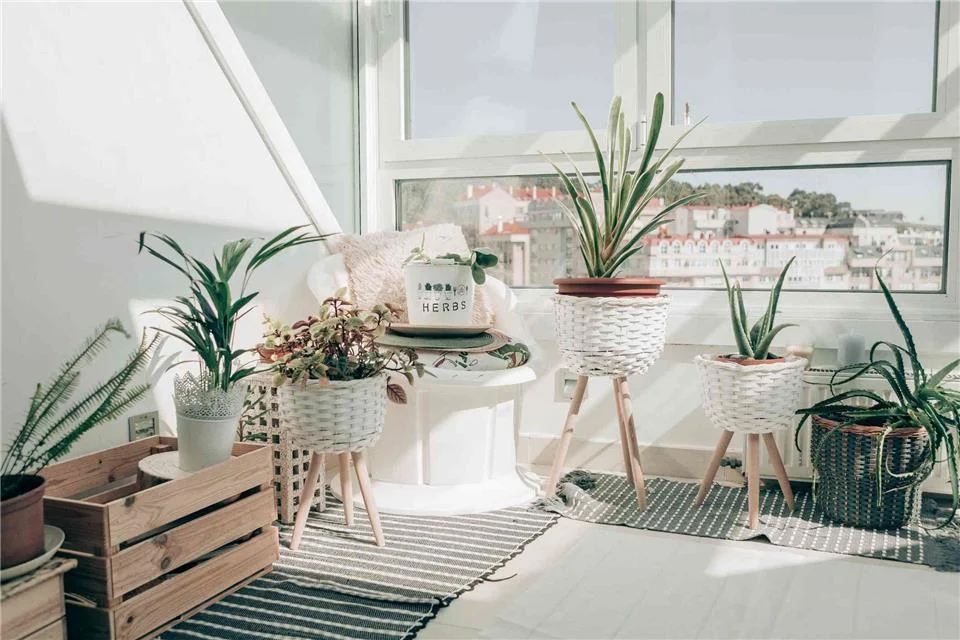 Resistant apartment plants