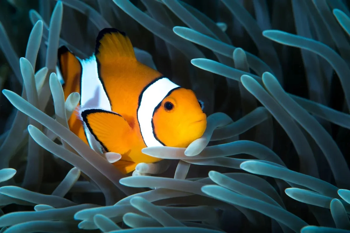 آیا ماهیها میخوابند؟