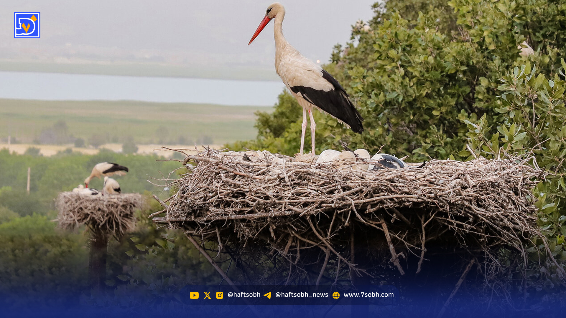 اسکان اجباری لک‌ لک‌های مهاجر ‌در شهر ‌ری