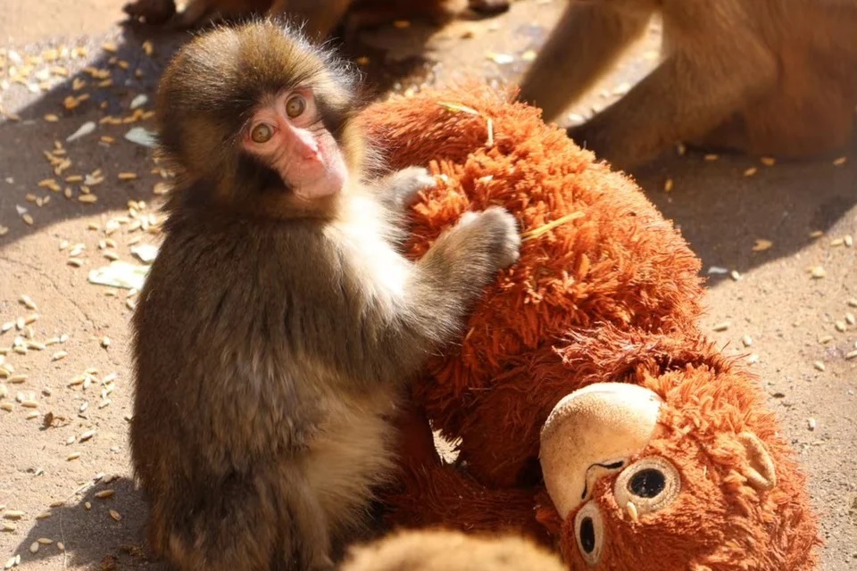 میمون یتیم بالاخره مادر پیدا کرد