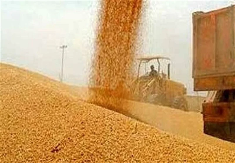 آخرین وضعیت از خرید تضمینی گندم و پرداخت مطالبات گندمکاران امروز جمعه ۱۵ خرداد ۱۴۰۵