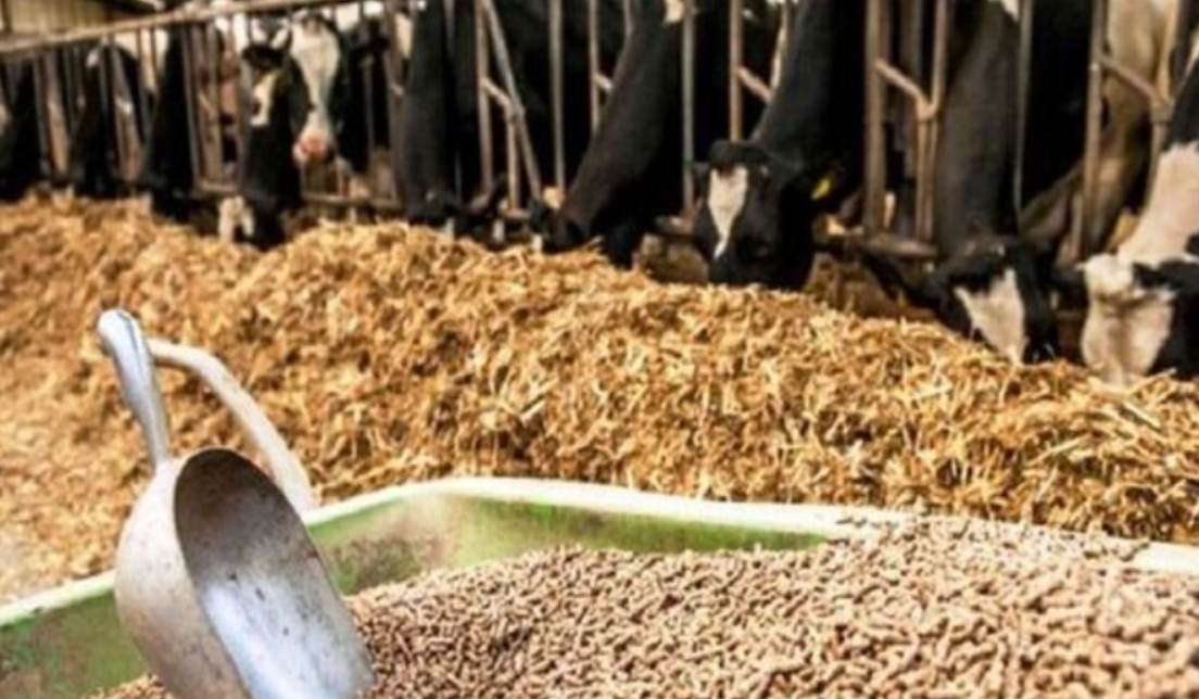 آخرین وضعیت بازار نهاده پس از نرخ گذاری جدید/ پیش‌بیی کاهش قیمت تخم‌مرغ