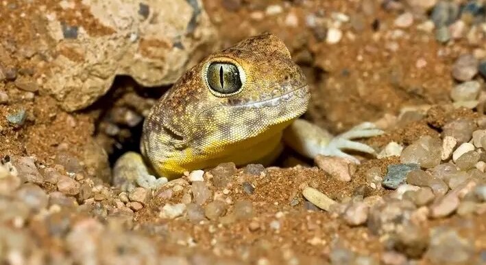 مارمولکی که در بیابان فریاد میزند + عکس