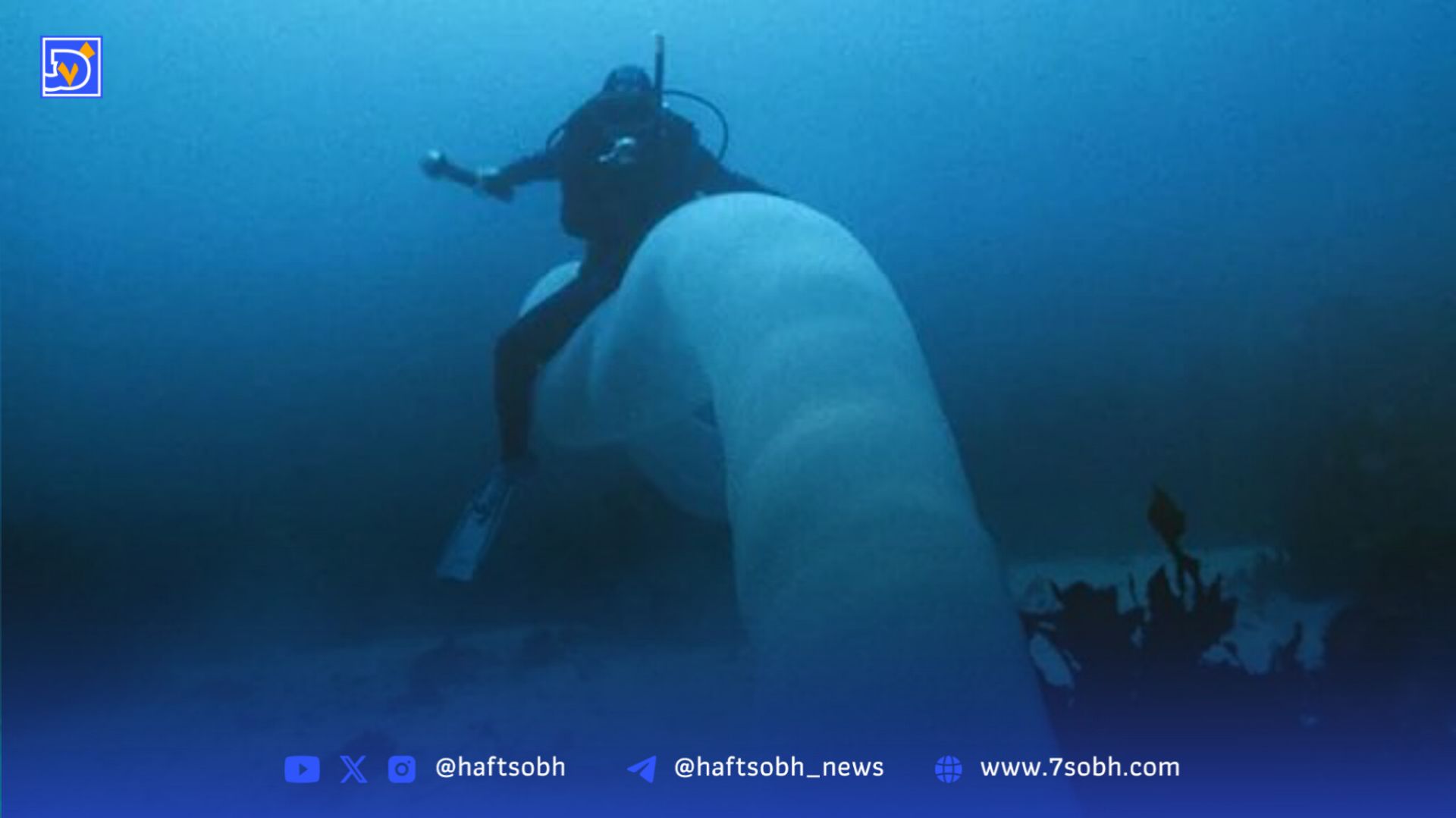 درازترین موجود کره زمین / جانور ۴۵ متری که شاید چیزی درباره‌اش نشنیده‌اید