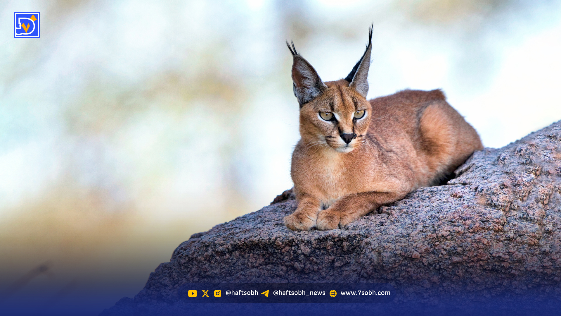مرگ و میر در مرکز بازپروری پردیسان