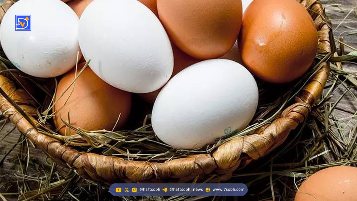 اگر هر روز تخممرغ بخوریم برای بدن چه اتفاقی می افتد؟