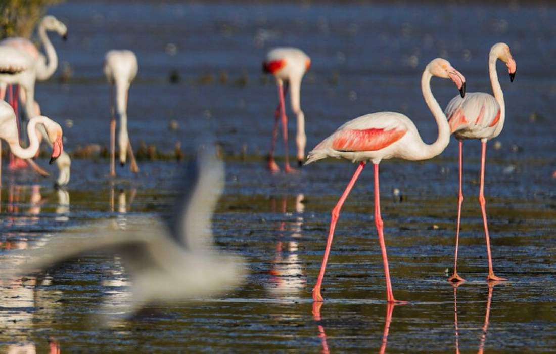 فلامینگوها میهمان آبهای گرم خلیج فارس