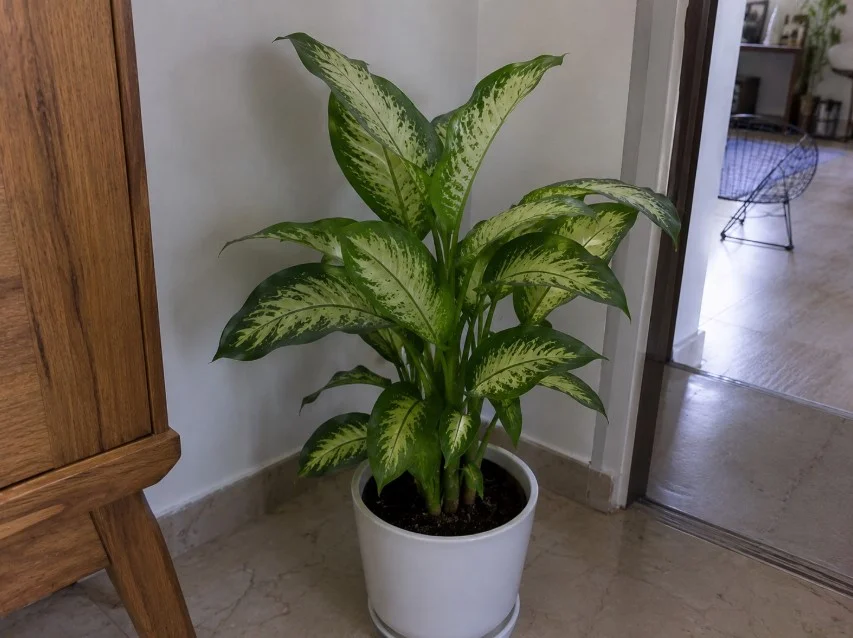 گیاه دیفن باخیا یا Dieffenbachia