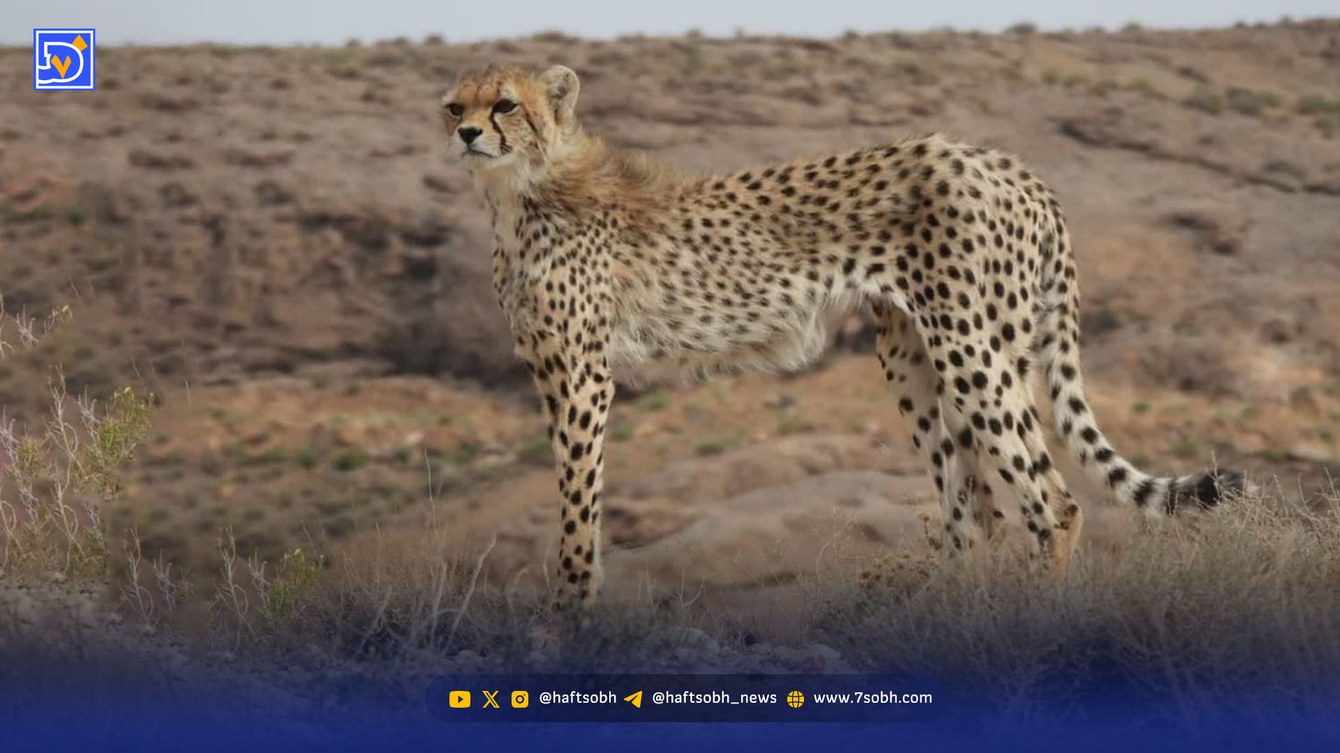 زمان علیه یوزها | مشکلات آذر، توران و ابریشم و فیروز و ایران