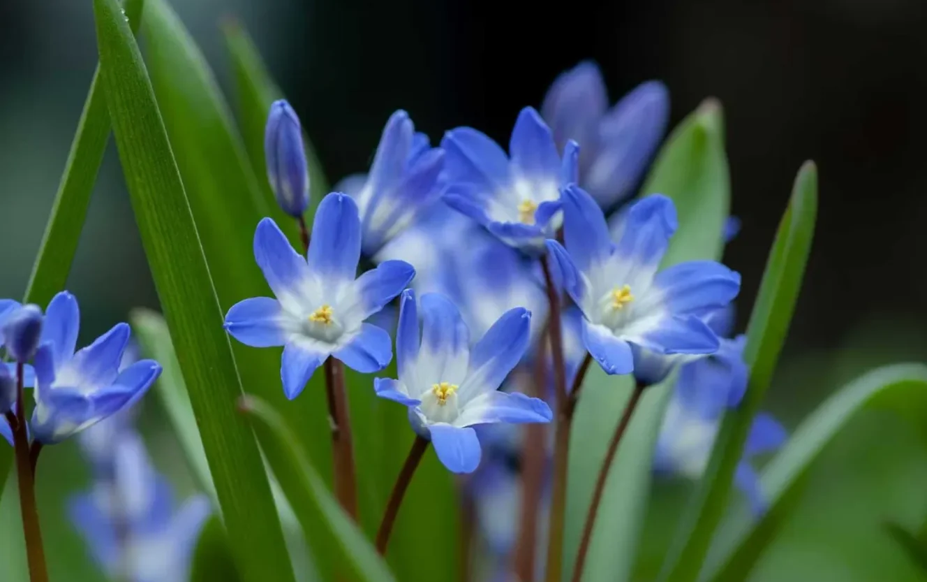 چرا گیاه آبی در طبیعت خیلی کم یافت میشود؟