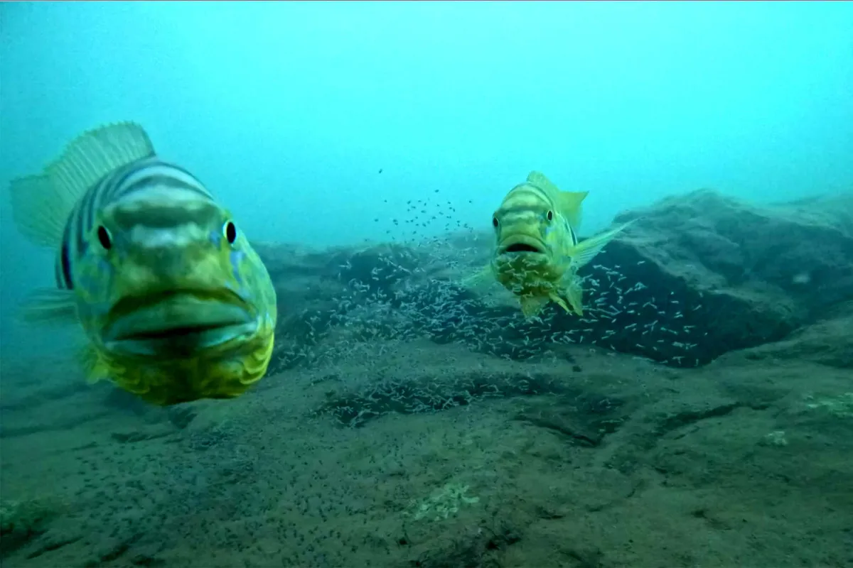 این ماهیها میفهمند کسی به آنها خیره شده است و از این کار خوششان نمیآید