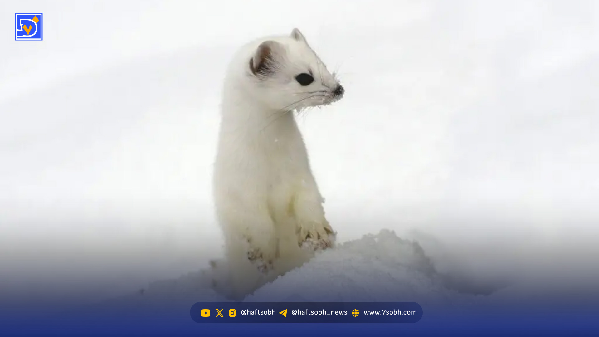 حیواناتی که در زمستان سفید می‌شوند