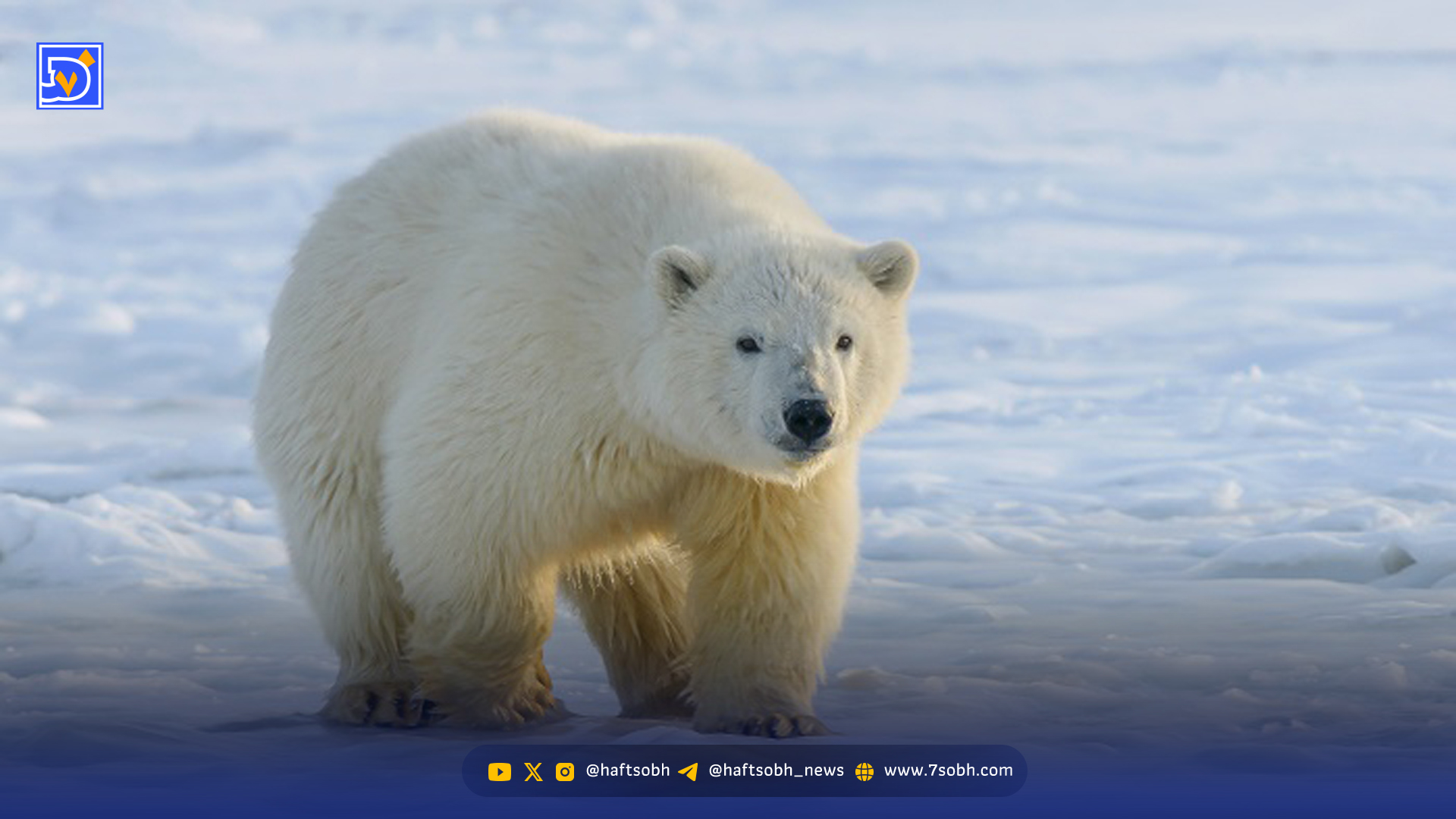 خرس قطبی برای پیدا کردن غذا، سوار زیردریایی هستهای روسیه شد! + ویدئو