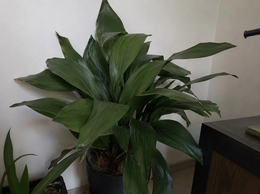 گیاه برگ عبایی یا Cast Iron Plant