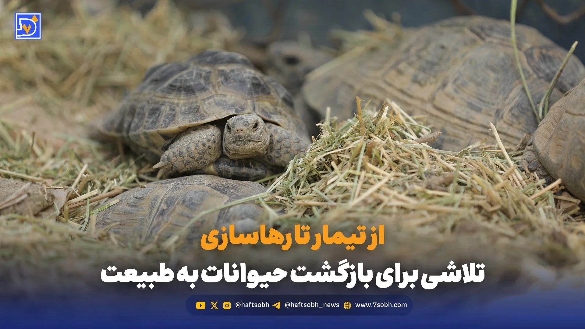 از تیمار تا رهاسازی: تلاشی برای بازگشت حیوانات به طبیعت