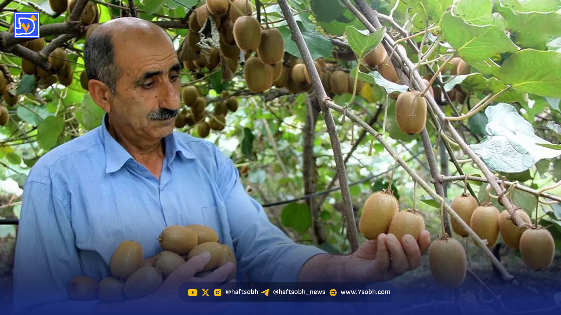 کیوی؛ متهم اصلی گرانی پرتقال و نارنگی