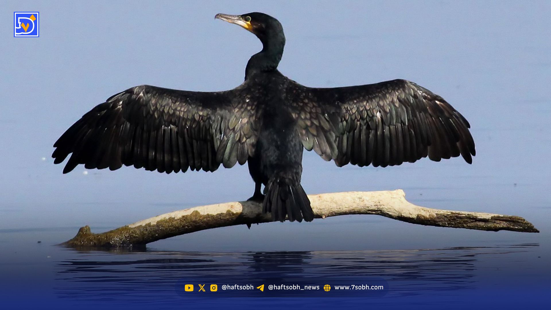 مرگ دسته‌جمعی باکلان‌ها