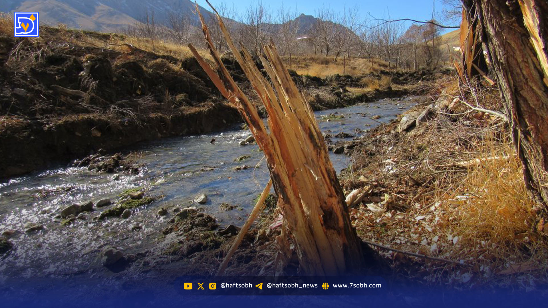 درختان سپرند، نه سد | قطع کردن درختان توجیهی ندارد