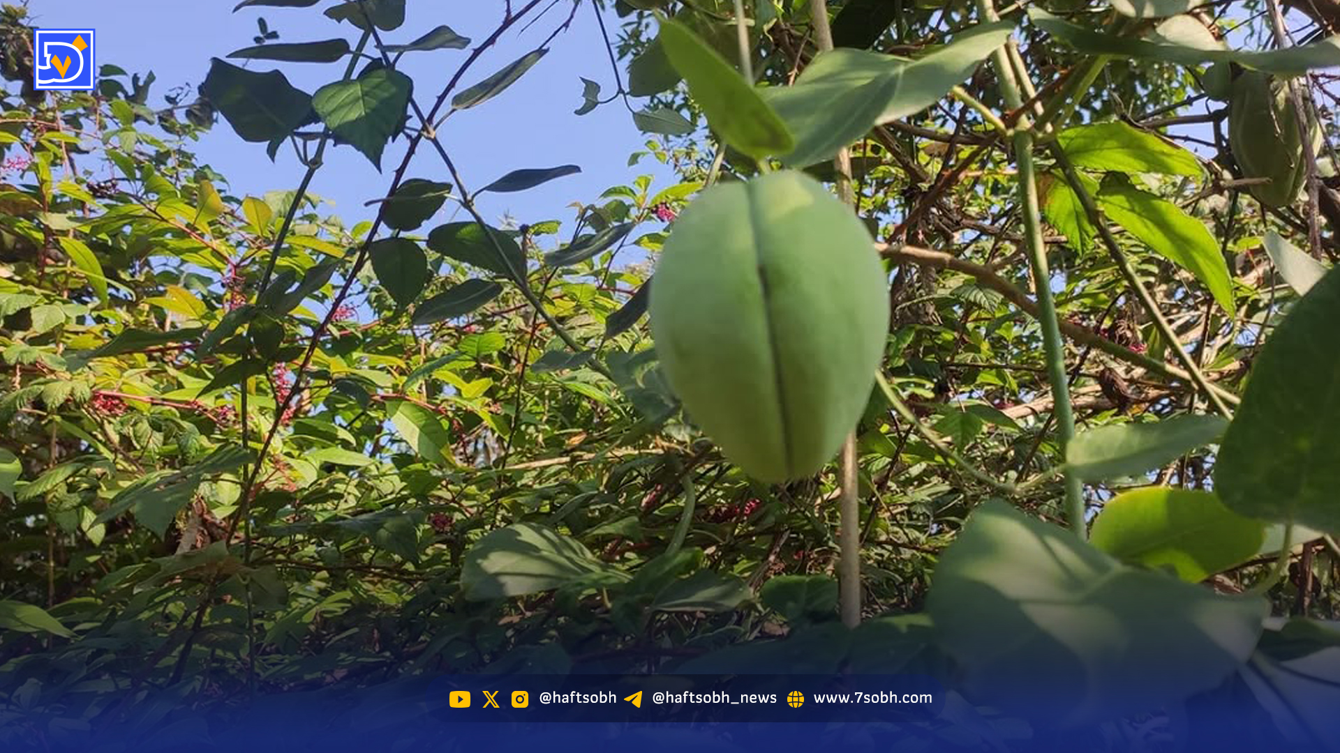 مبارزه با زیبای مرگ‌آور