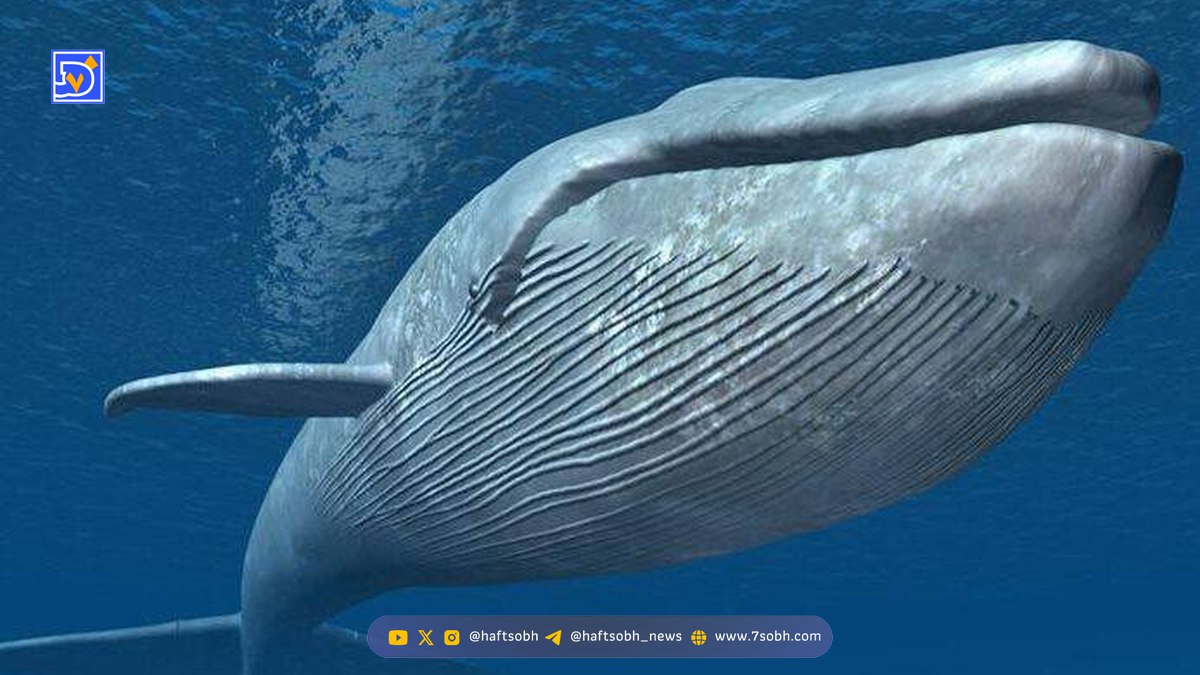 ویدئو| آیا تاکنون انسانی توسط نهنگ بلعیده شده است؟