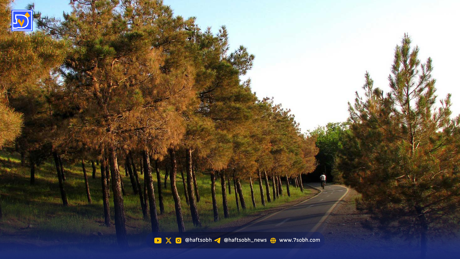 کاجها به اقلیم ایران نه میگویند