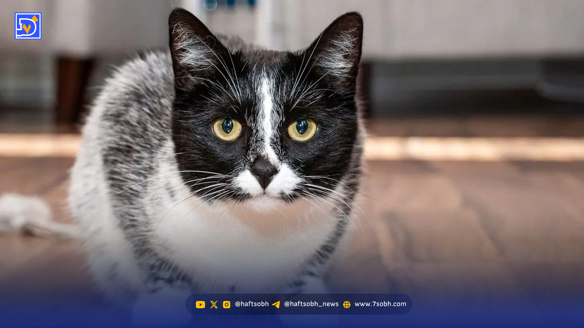 گربه‌ای با رنگ جدید که قبلاً هرگز دیده نشده بود