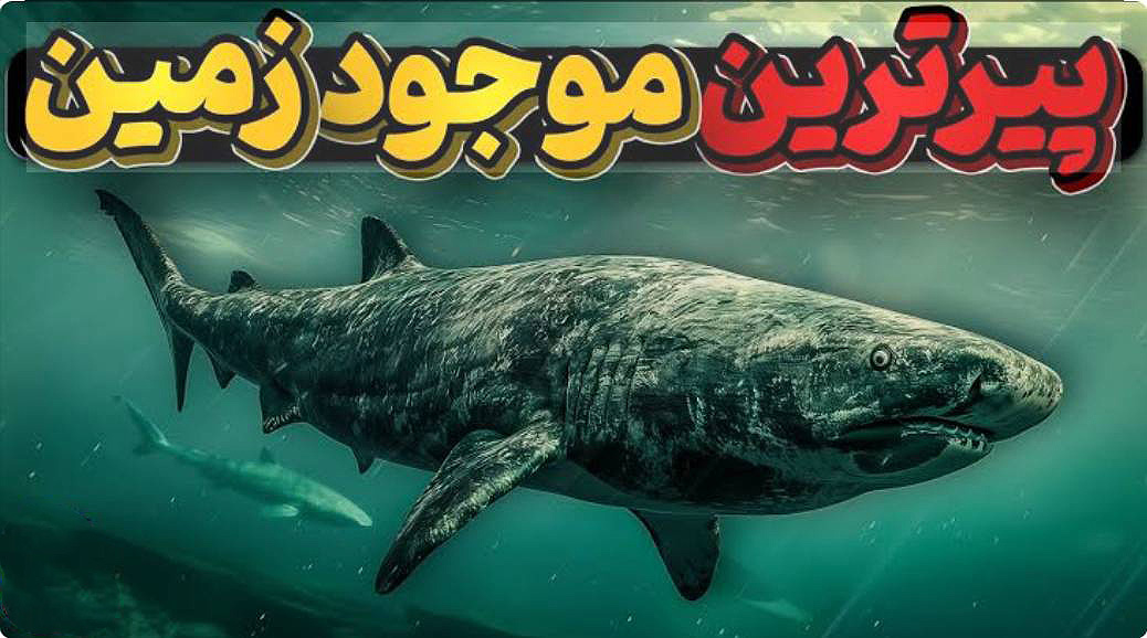 راز عمر 500 ساله کوسه‌های گرین‌لند چیست؟