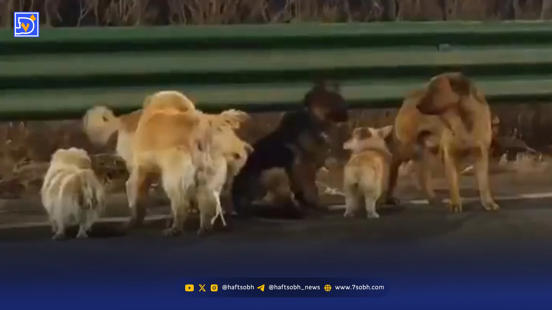 داستان جالب فرار سگ‌های ربوده شده از دست دزدان