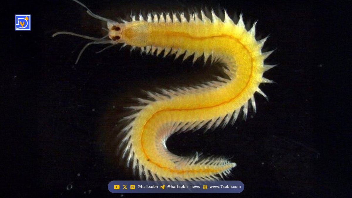 چشمی که هرگز پیر نمیشود