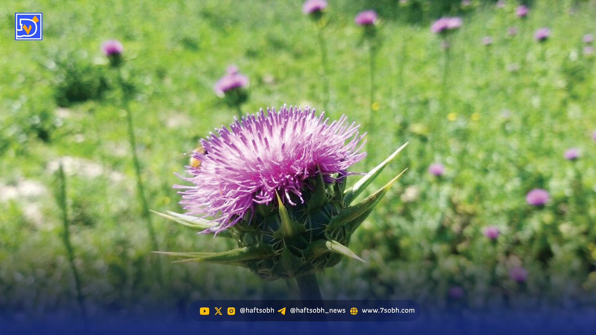 کبدتو با ‌خار‌مریم بساز...