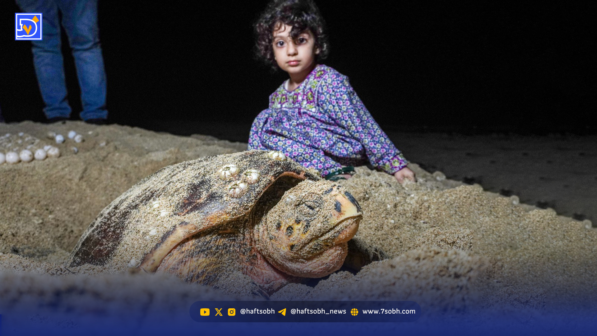 ساحلسازی به قیمت انقراض لاکپشتها